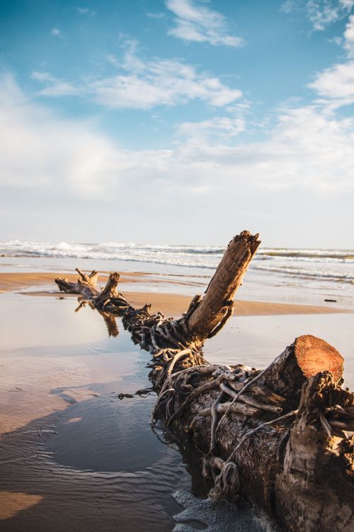 Free A scenic view of driftwood on a sandy beach with ocean waves and blue skies. Stock Photo
