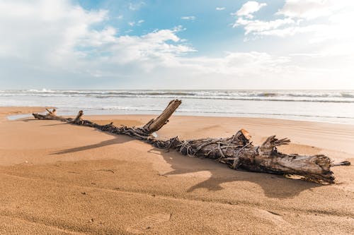 가지, 모래, 바다의 무료 스톡 사진