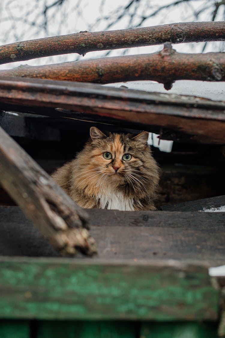 Photo Of A Hiding Cat 