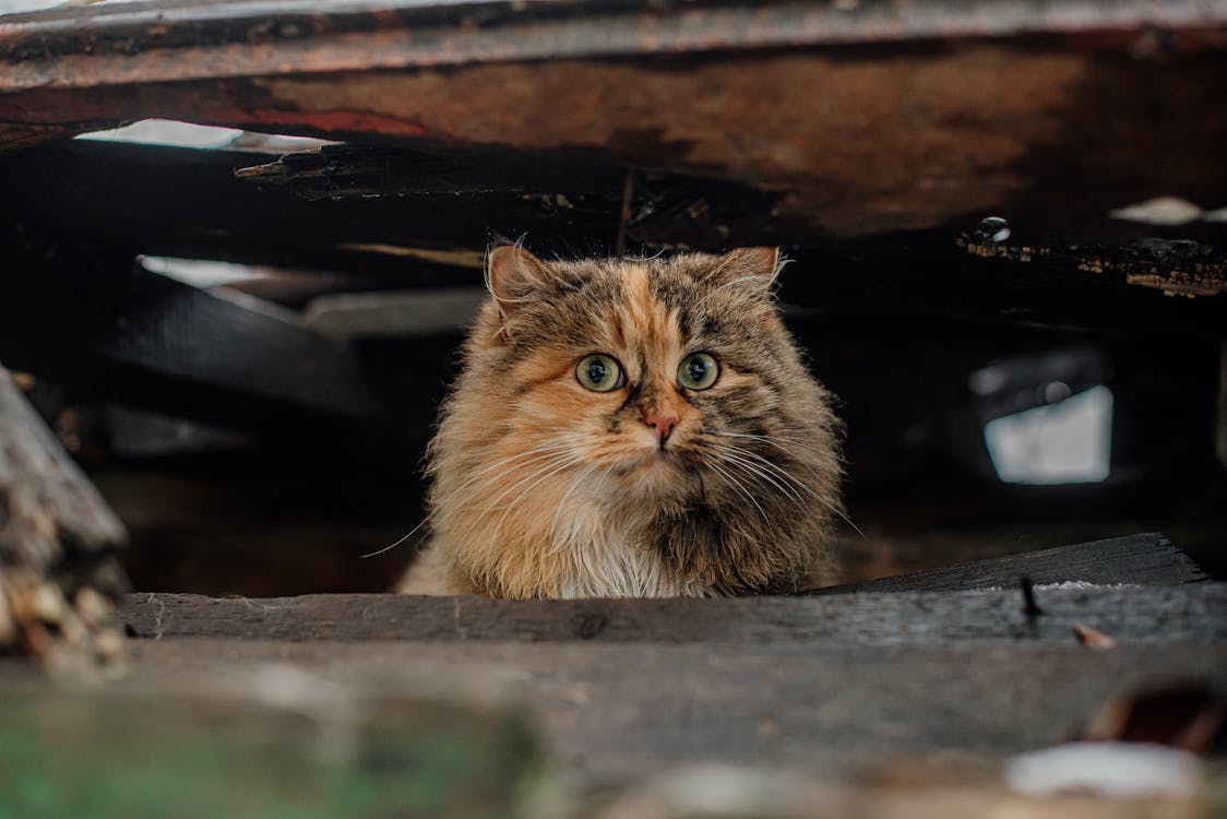 Guide to Socializing Shy, Frightened, or Traumatized Cats