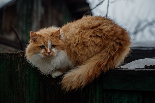 A Furry Siberian Cat