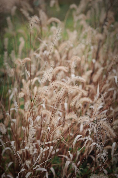 Brown Wheat Grass on a Field in Close-up Photography