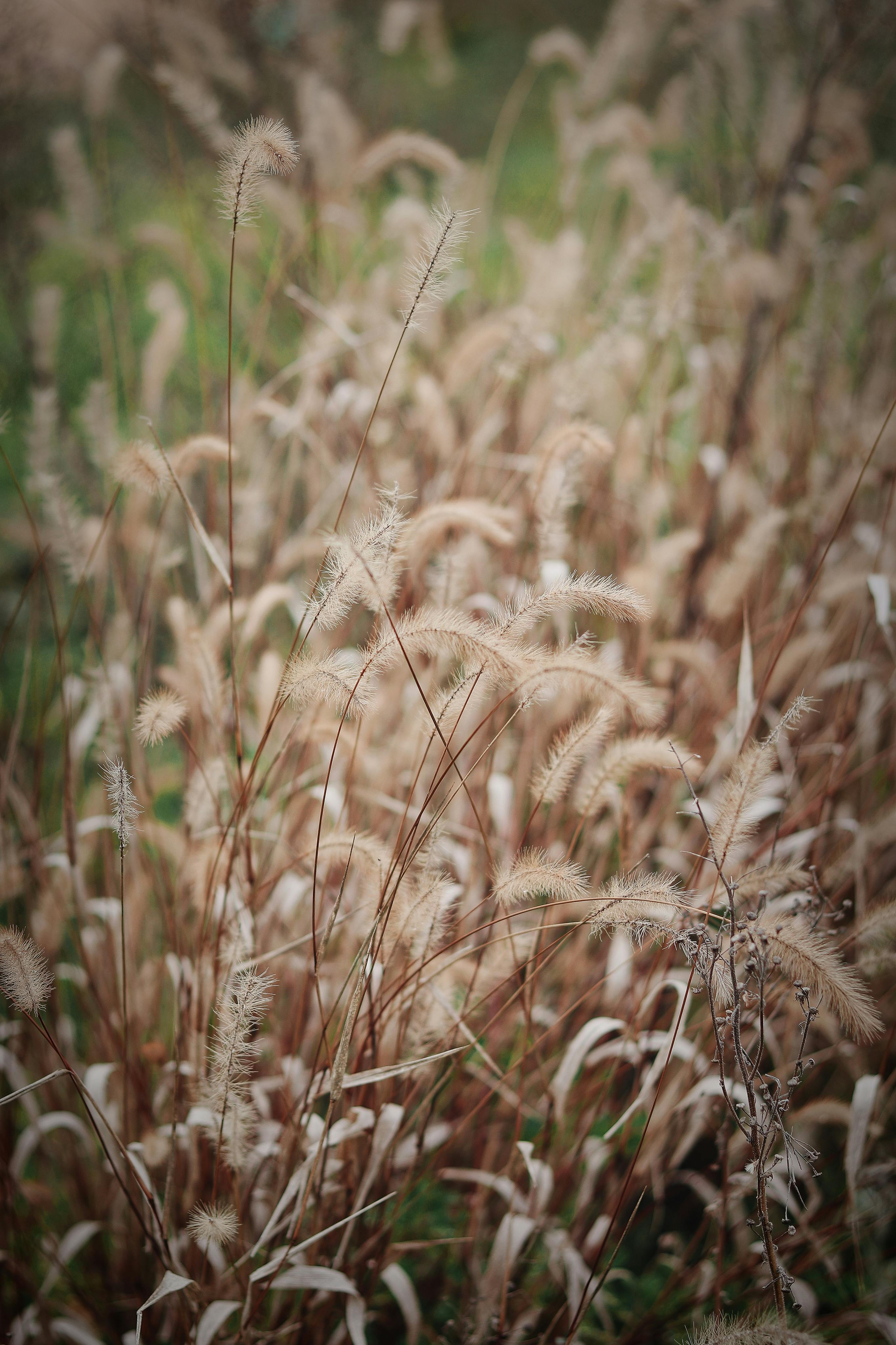 Brown and Black Cow on Brown Grass Field · Free Stock Photo