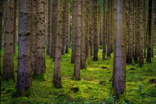 Ingyenes stockfotó darált, erdő, erdő háttér témában Stockfotó