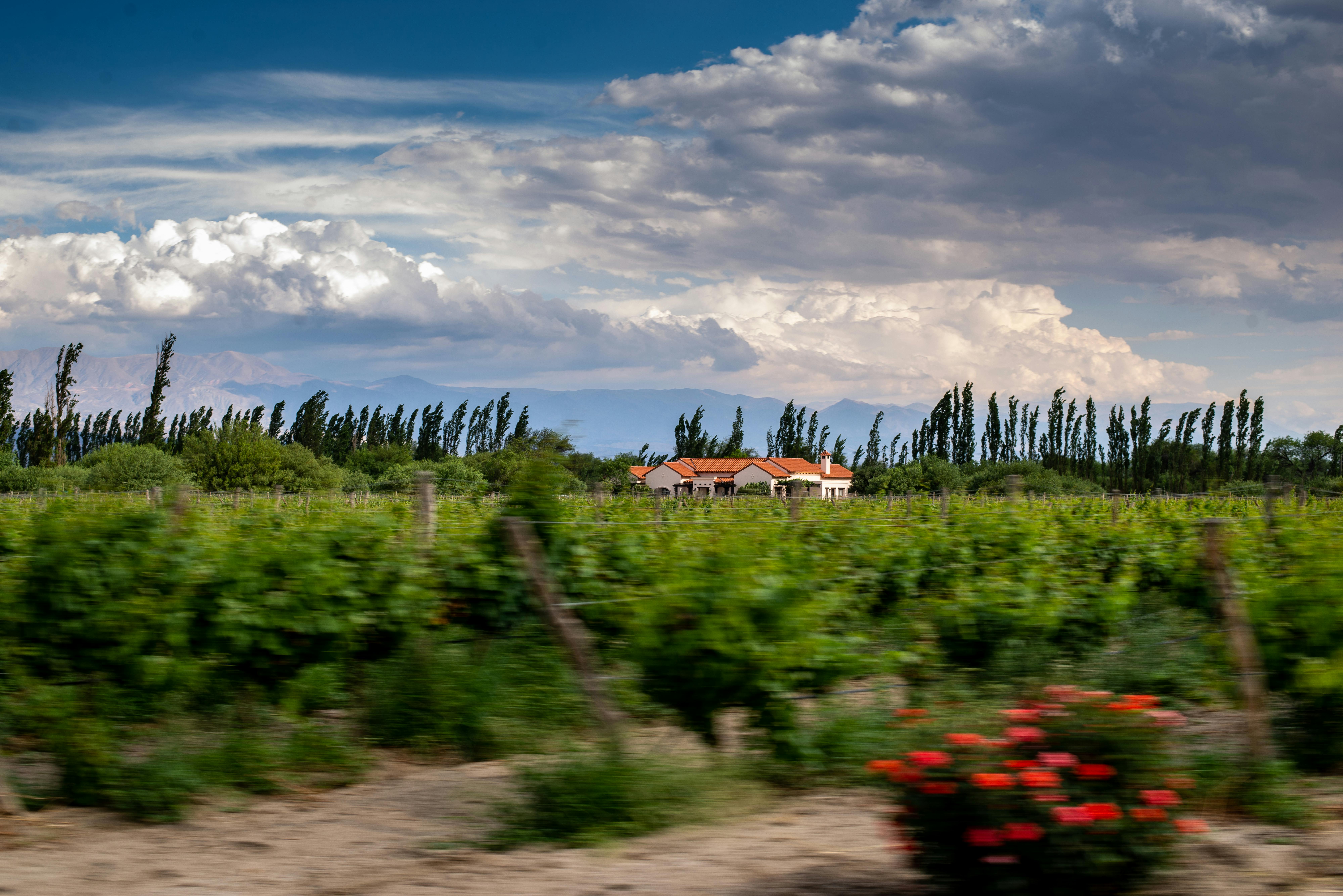 Scenic view of vibrant vineyard with distant house under dramatic sky in Cafayate, Salta, Argentina.