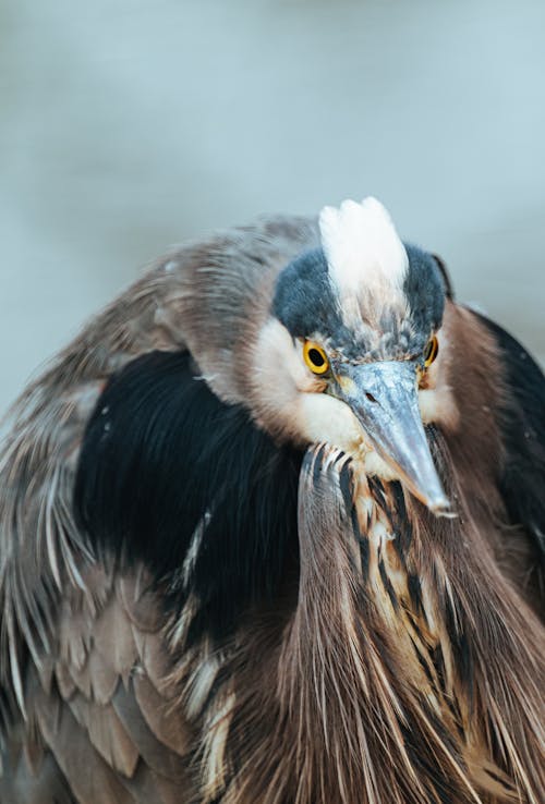 Close-Up Photo of Great Blue Heron