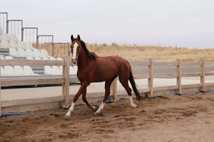 Photo Of A Racehorse