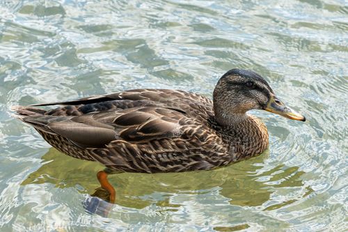 Free Detailed view of a female mallard duck gliding gracefully on clear water. Stock Photo