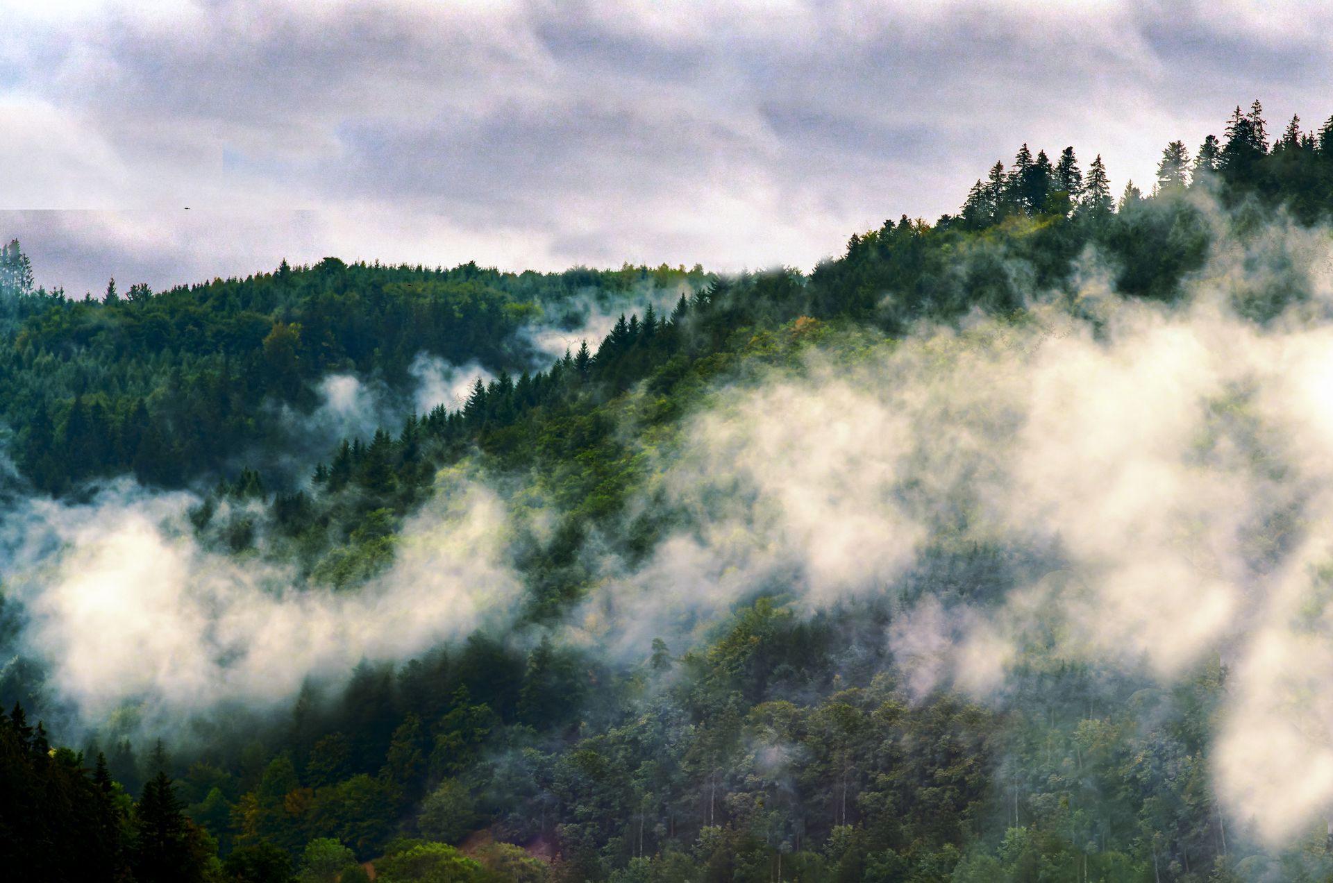 Misty morning view of a forested mountain in Black Forest, Germany. Atmosphere of tranquility and nature.
