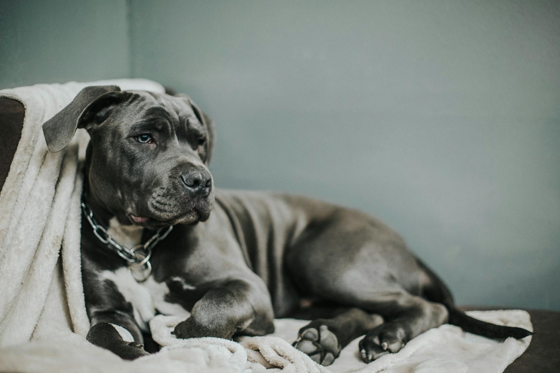 Fotografi av en svart pitbull