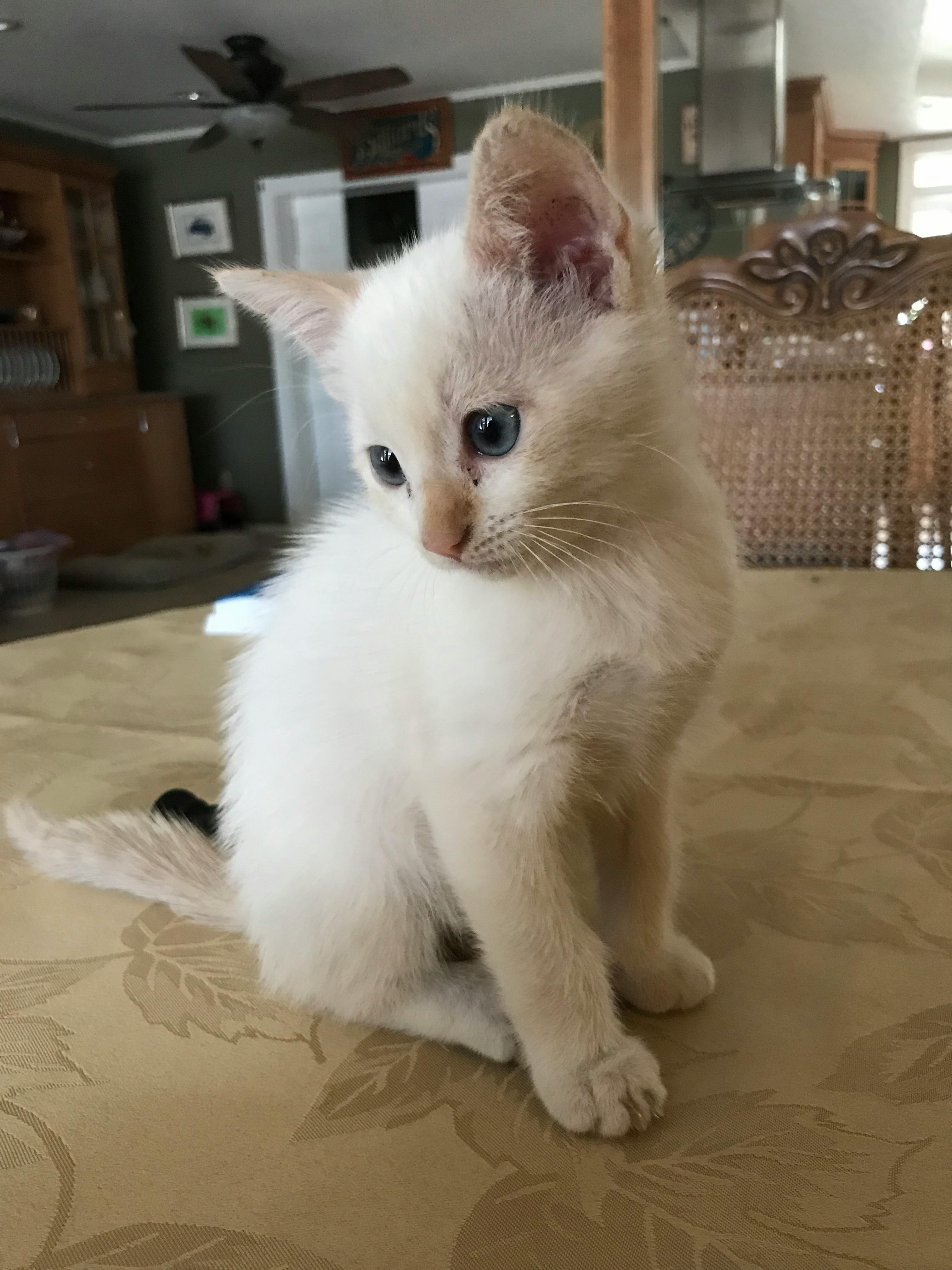 Foto Stok Gratis Tentang Anak Kucing Putih Yang Lucu
