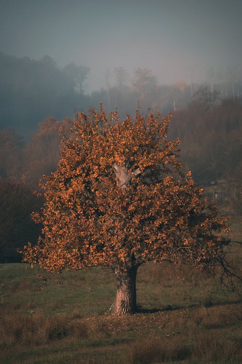 Photo of a Single Autumn Tree