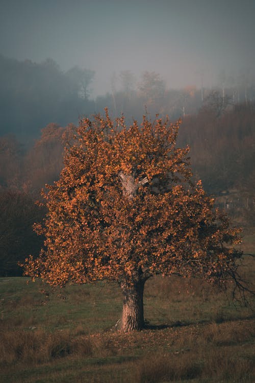 Gratis stockfoto met boom, gras, herfst