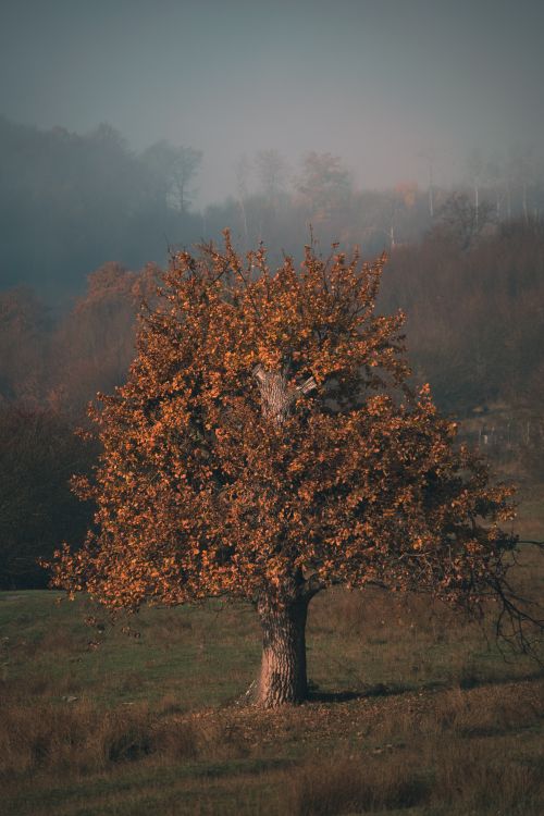 Single Fall Photo of a Single Autumn Tree · Free Stock Photo