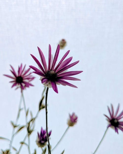 Delicate Purple Flowers