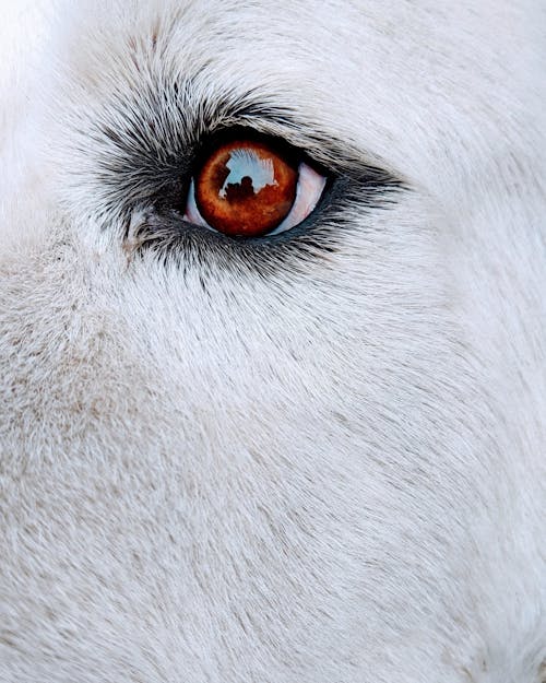 Close-Up Photo of a Dog's Eye