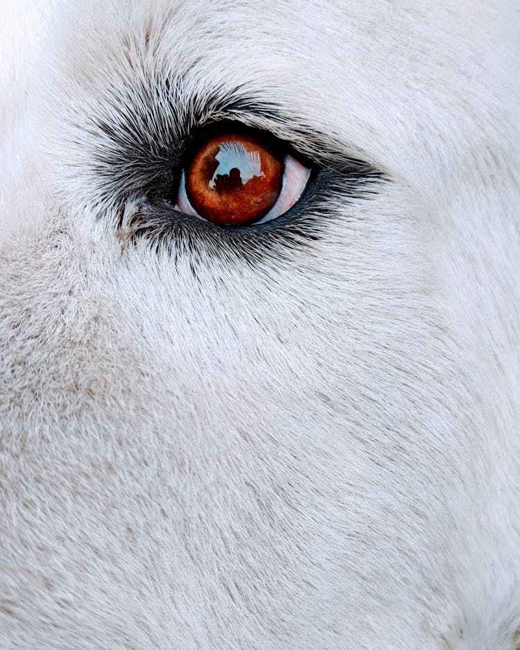 Close-Up Photo Of A Dog's Eye