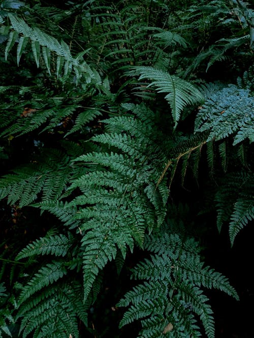 Green Fern Plant in Close-up Photography