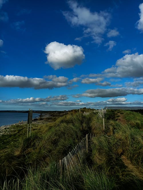 Green Grass Near a Sea Under Blue Sky