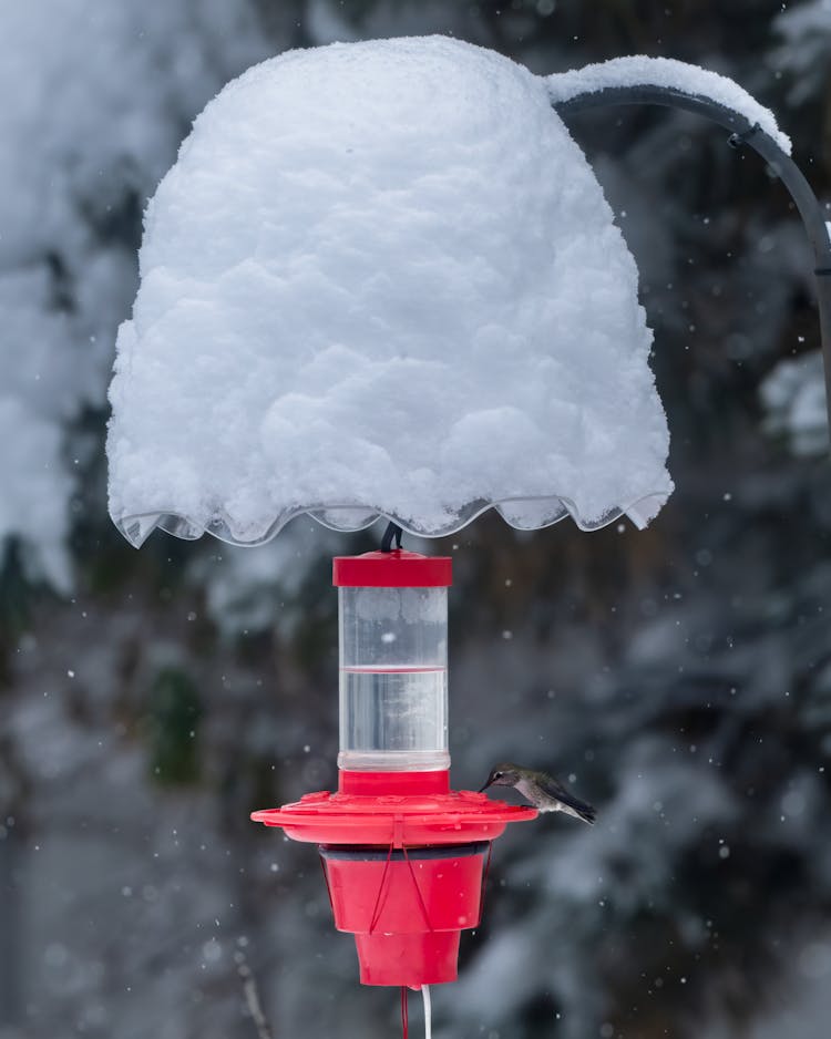 Photo Of A Bird At A Bird Feeder In Winter