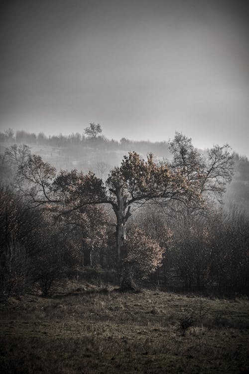 Dark Photo of an Autumn Tree in the Fog