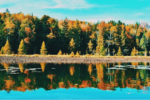 Immagine gratuita di acqua, alberi, boschi