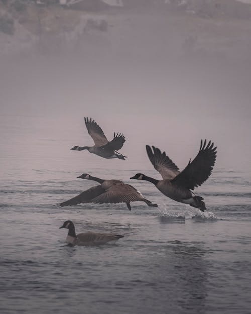 Geese Flying Over the Water 