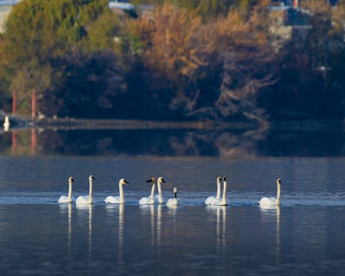 Group of Swan son Body of Water
