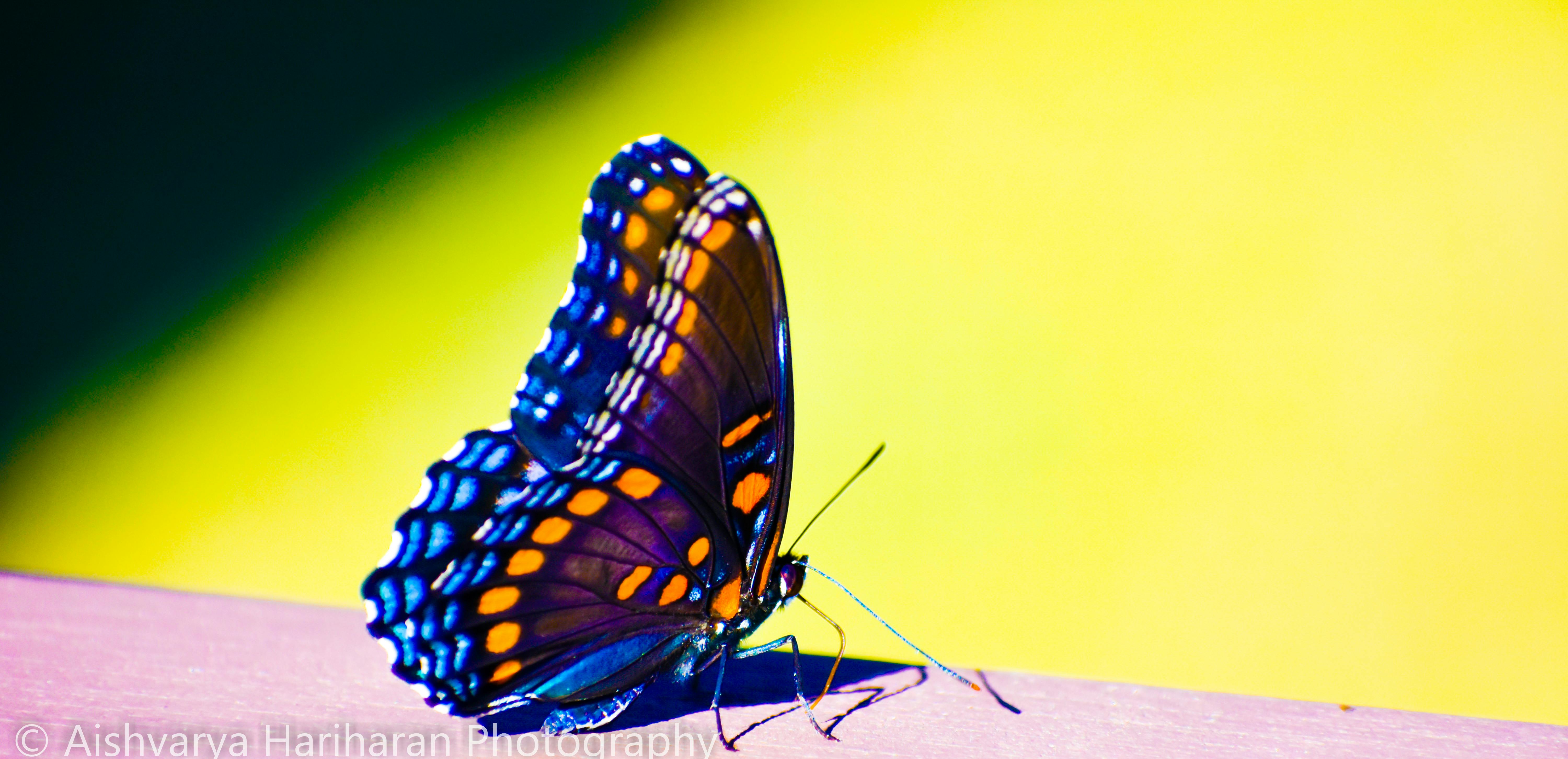 Free stock photo of android wallpaper, beautiful, butterfly