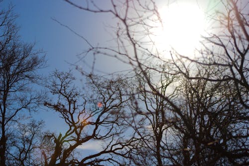 Darmowe zdjęcie z galerii z blask słońca, drzewa, dzień