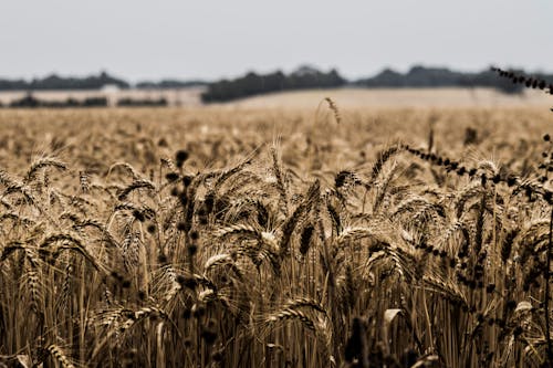 Fotos de stock gratuitas de campo de trigo, campos, campos de cultivo