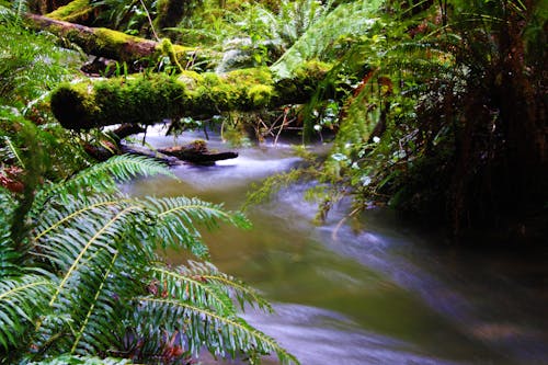 Fotos de stock gratuitas de árboles forestales, arroyo, bosque tropical