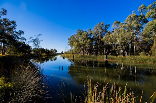 Fotos de stock gratuitas de árbol grande, arboles grandes, Australia