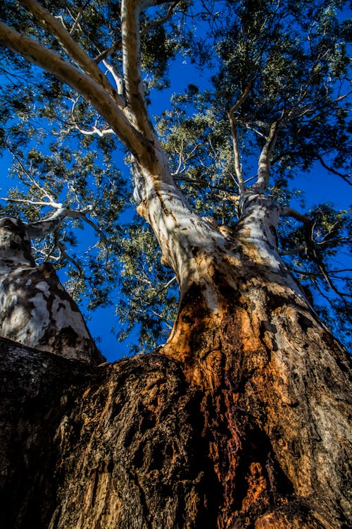Fotos de stock gratuitas de árbol grande, arboles grandes, Australia
