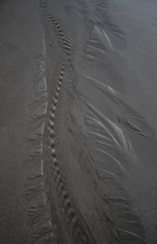 Tracks on Wet Sand on Beach