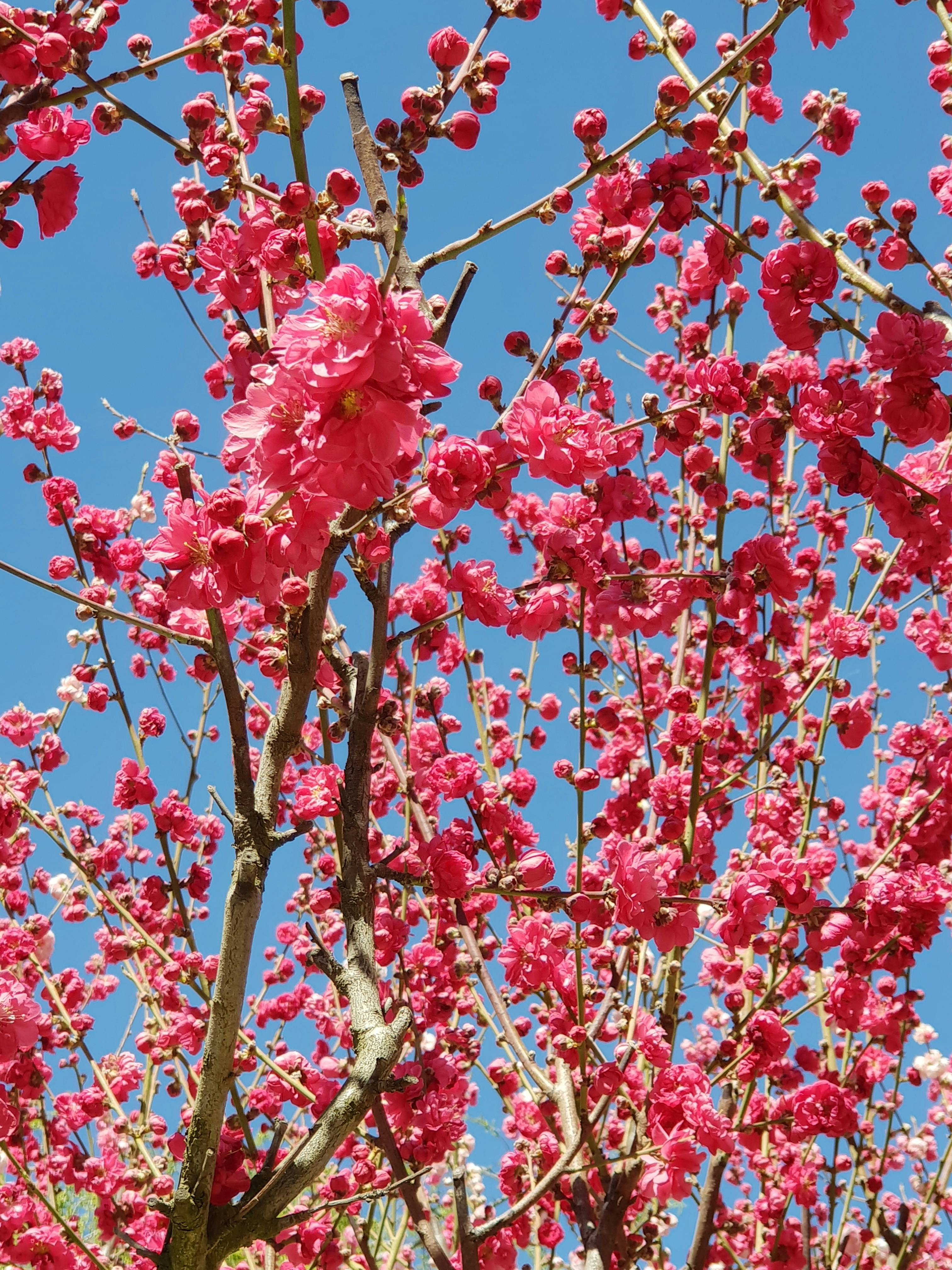 Menakjubkan 27+ Background Bunga Sakura Merah - Gambar ...