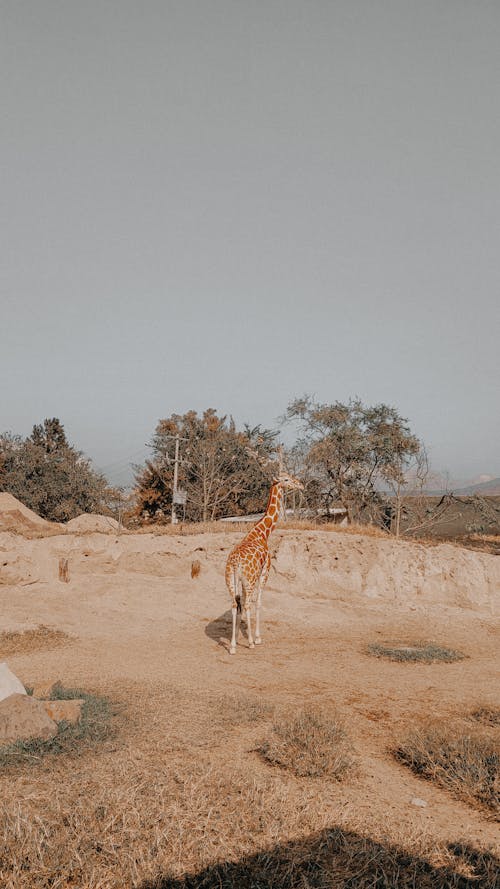 Giraffe on Brown Field