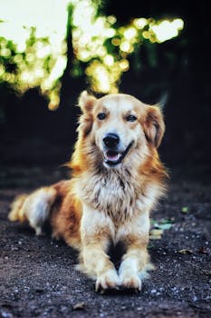 Golden Retriever dog lying on dirt with a blurred green background outdoors.