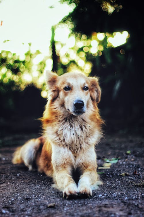 Kostnadsfri bild av bokeh, brun hund, canidae