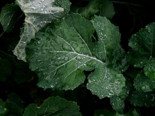 Free Detailed close-up of green leaves covered in dewdrops, showcasing nature's freshness. Stock Photo