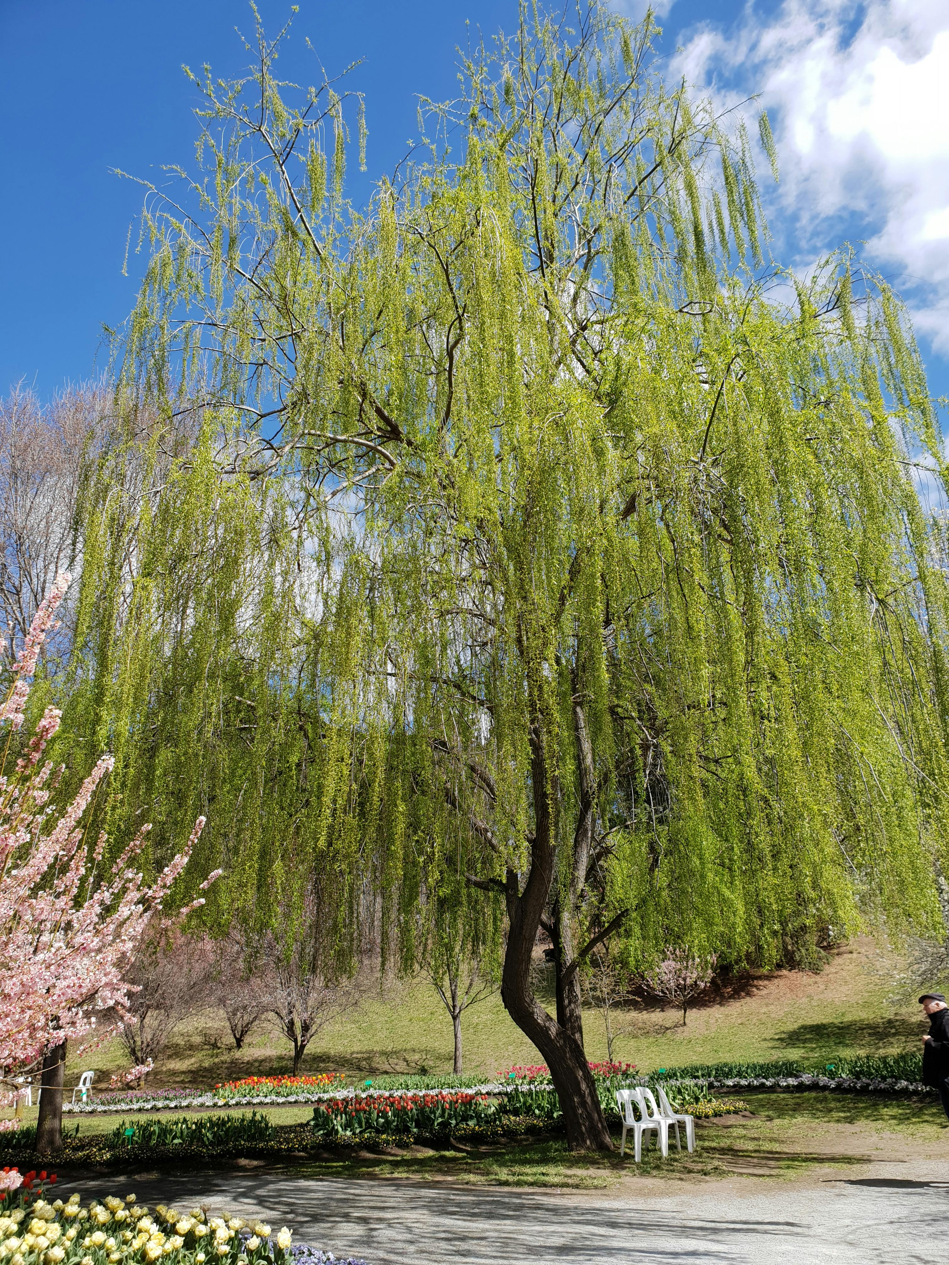 Free stock photo of tree, Willow, willow tree