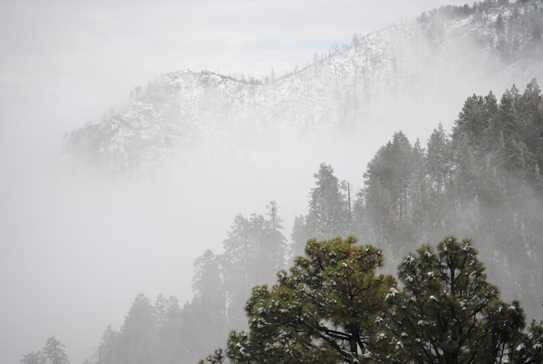 Foto d'estoc gratuïta de a l'aire lliure, amb boira, arbres