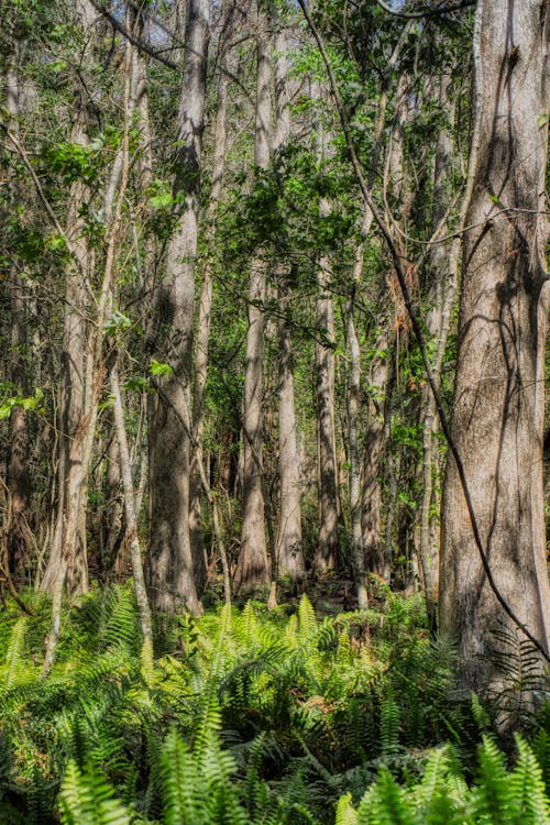 Бесплатное стоковое фото с polypodiopsida, вертикальный выстрел, деревья
