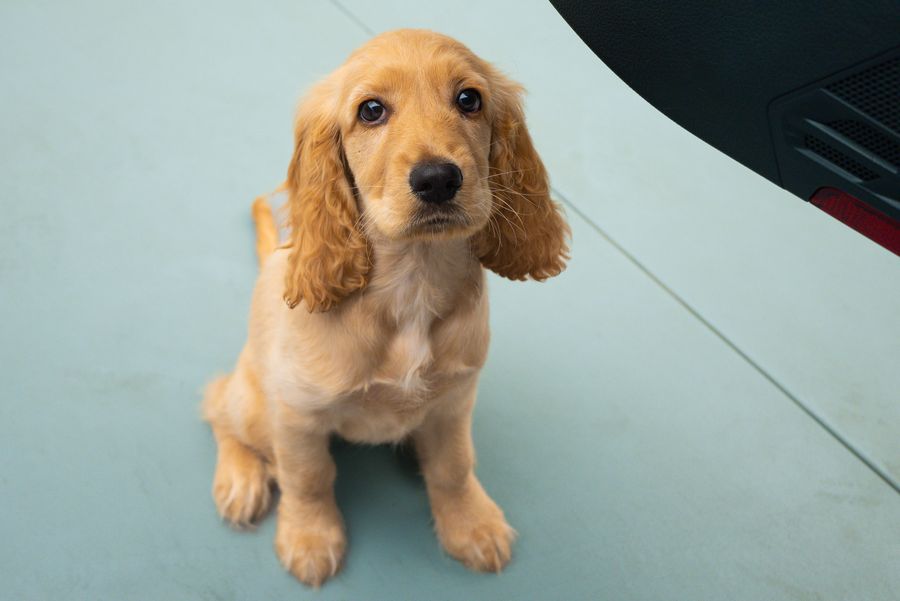 Cocker Spaniel puppy sitting outdoors healthy
