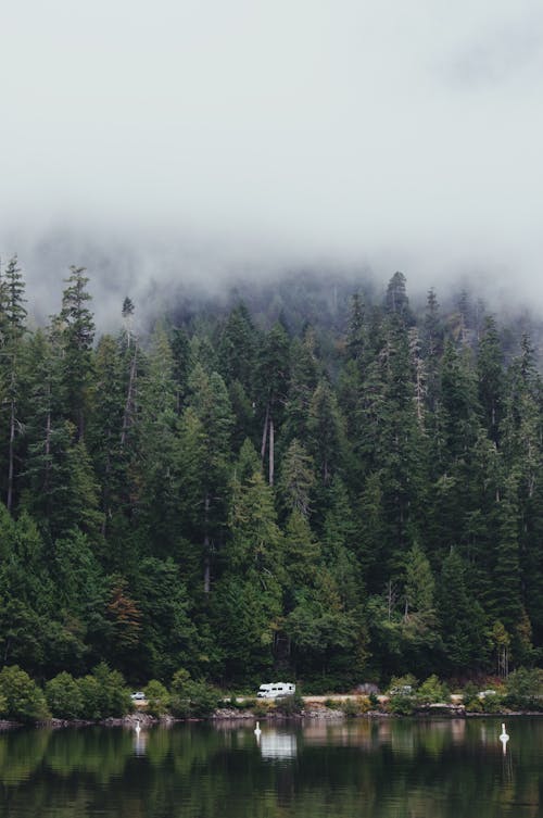 Imagine de stoc gratuită din arbori veșnic verzi, brazi, codru
