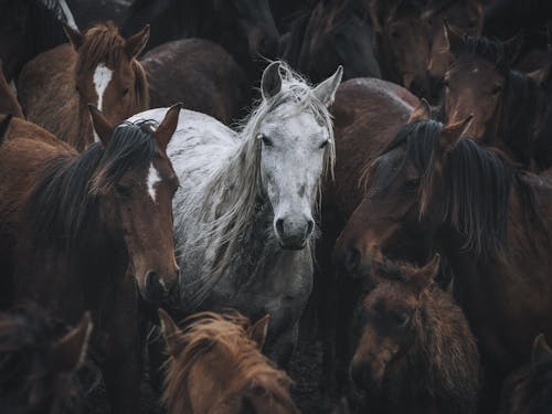 Gratis arkivbilde med brune hester, dyr, dyrefotografering