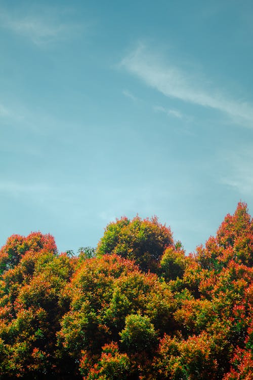 Бесплатное стоковое фото с вертикальный выстрел, деревья, красочный