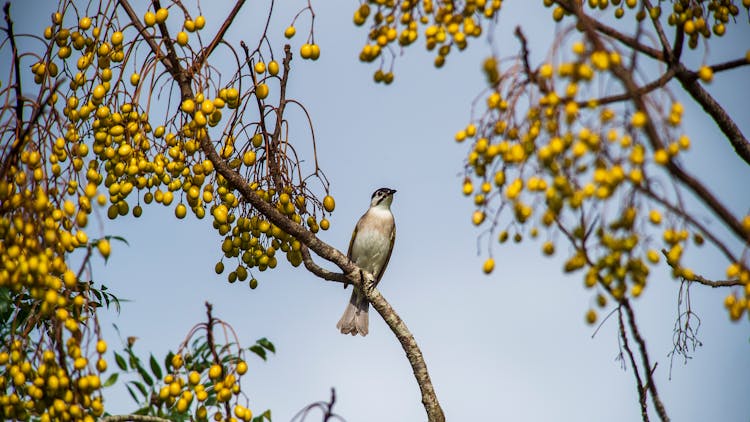 Styans Bulbul Perched On A Chinaberry Tree Branch