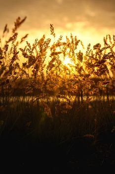 Captivating golden sunset illuminating a field of wild grasses. Perfect nature backdrop with a serene summer vibe.