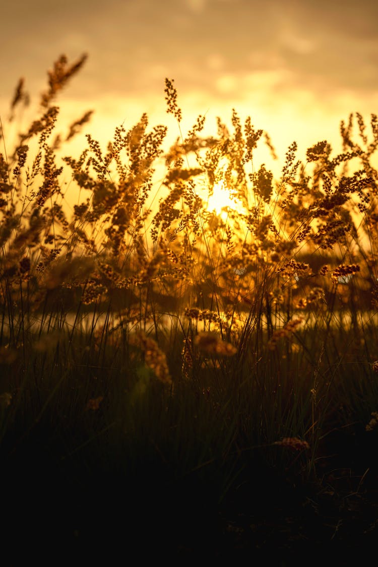 Photo Of Tall Grass At Sunset 